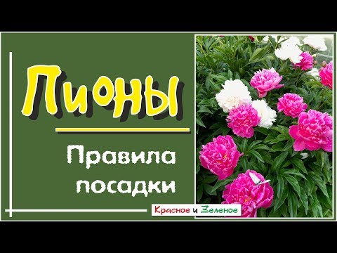 Посадка ПИОНОВ. Правила, которые нельзя нарушать!