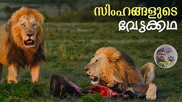 Story of Lions in Africa | The King of Wildlife in Masai Mara