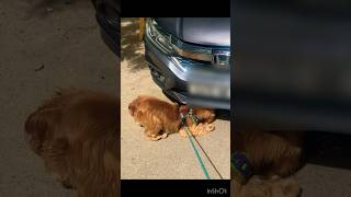 Dont Panic-I Am A Mechanic