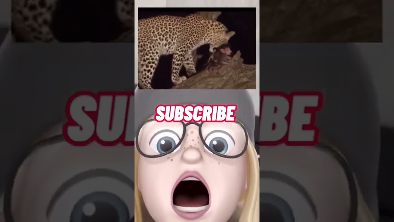 Leopard protect baby monkey from hyena and adopt baby monkey 