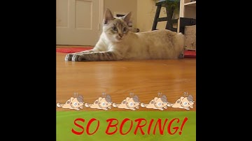 😻Cat Toy Interactive Dancing Fish 🙀