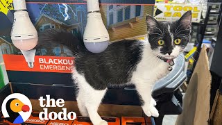 Download lagu Cat Found Outside of Hardware Store Becomes New Store Manager | The Dodo