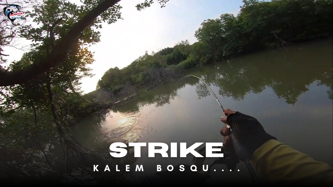 STRIKE... ‼️KALEM BOSQU... ‼️#mancingmania #mancingliar #ikan