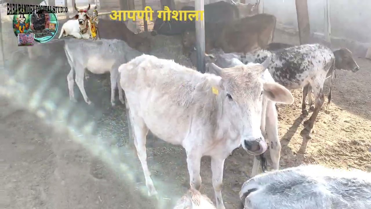 10.01.2026का आपणी गौशाला में कार्य 