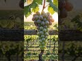 From Seed to Sweet Grapes 🍇 | Satisfying Growing Process ASMR #asmr #asmrsounds #shorts