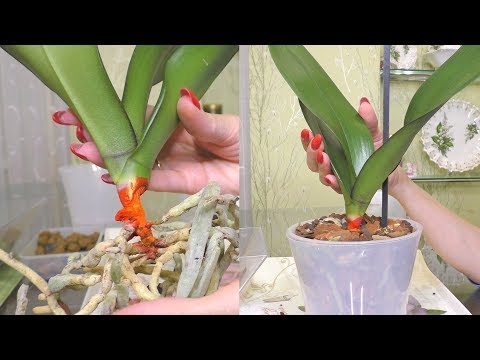 Видео: Cole Crop Fusarium Yellows Info - Распознавание Fusarium Yellows в культурах Cole