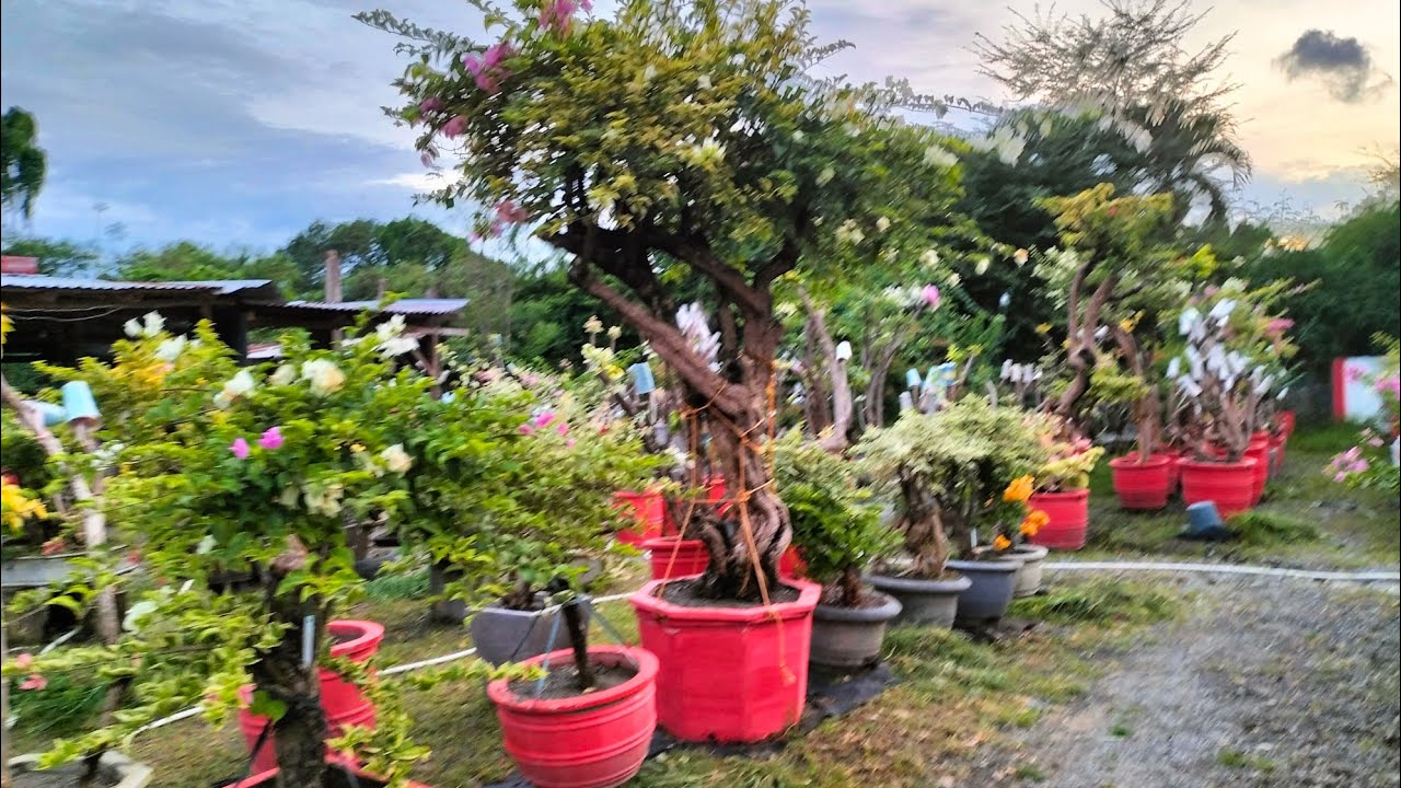 VIRTUAL TOUR AT ROYALE GARDEN GARDEN TOUR GRAFTED BOUGAINVILLEA