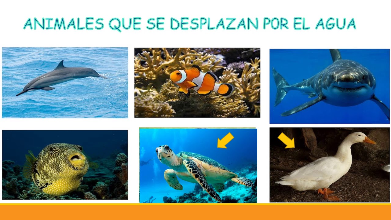 Formas de desplazamiento 1 - YouTube
