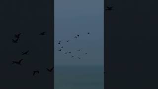 Freedom #birds #flying #beach #india #freedom #unity #universe #flight #footballshorts