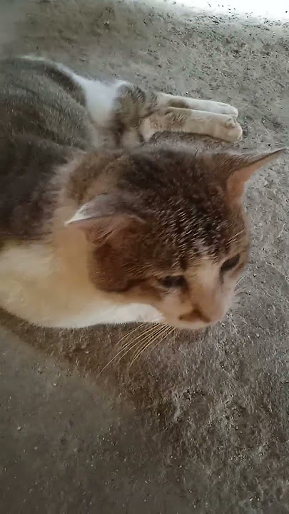 kucing tetangga