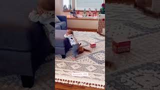 Funny Catscatscatskitten funny funnycat funnypets funnyanimalsfunnyanimals fyp