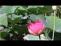 Поездка на лотосы, продолжение 2 #лотосы #лотос