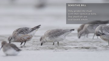 The spring migration of the knots