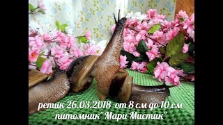 КАК МЕНЯ ОБМАНУЛИ !!! АХАТИНА РЕТИКУЛЯТА 26.03.2018 - ОТ 8 СМ ДО 10 СМ РАКОВИНА ( МАРИ МИСТИК )