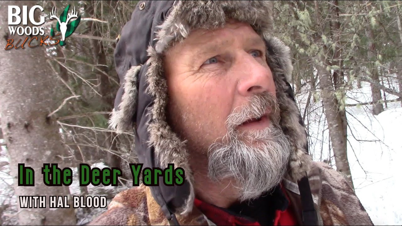 Exploring the Deer Yards with Hal Blood - YouTube