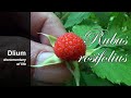 Roseleaf bramble (Rubus rosifolius) - part 1
