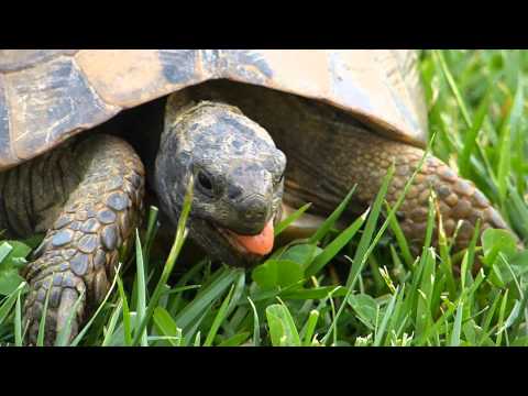 Видео: Херманската костенурка