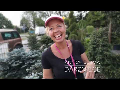 Video: Augu Barošana: Kā Barot Rudenī? Kā Mēslot Tujas Un Ciklamenus, ērkšķogas Un Alveju? Kāpēc Jums Ir Nepieciešams Mēslot Augsni?