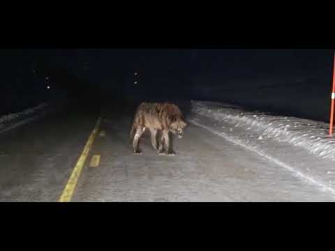 Video: Jesu li medvjedi aktivni noću?