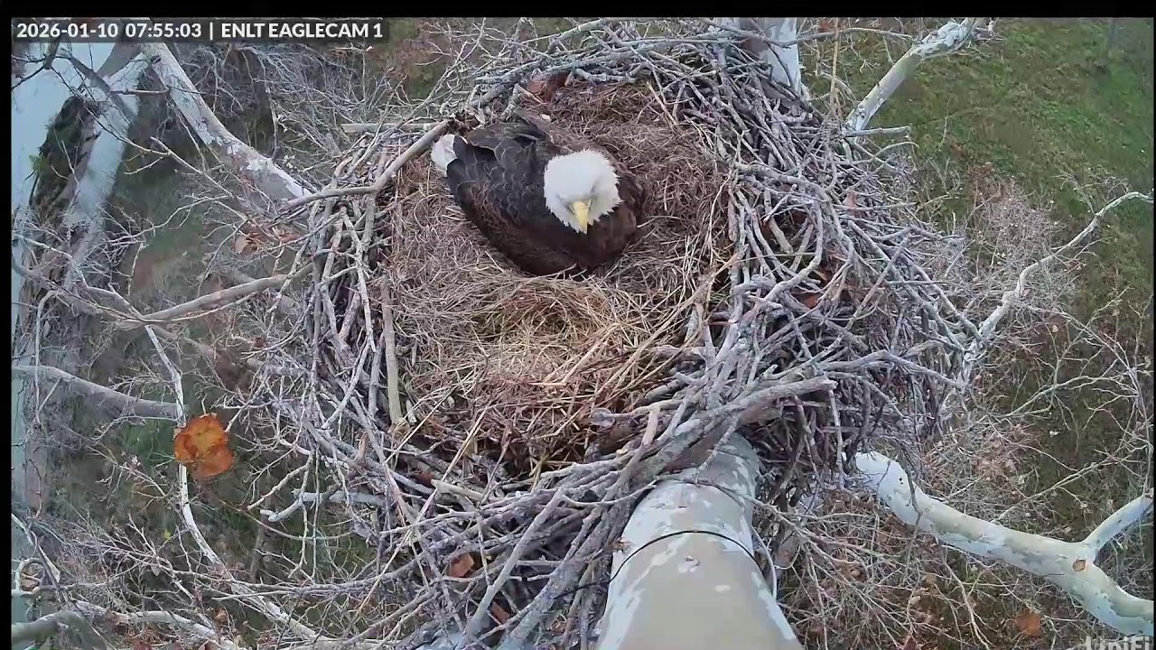 Eagle Nest Live Texas 2026 0109 Night