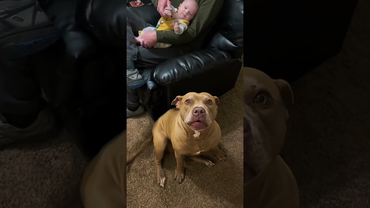 Питбуль: Убийца или Нянька?