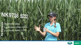 How we name our NK corn hybrids