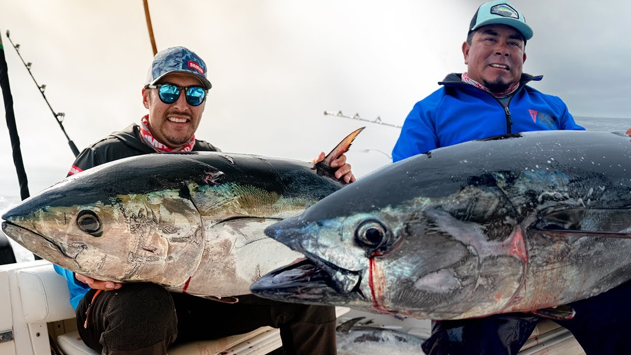 Bluefin tunas in Ensenada episode 2