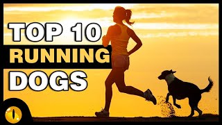 TOP 10 DOGS FOR RUNNERS by Animaltube 11,154 views 3 years ago 6 minutes, 17 seconds