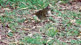 Bian Thrush