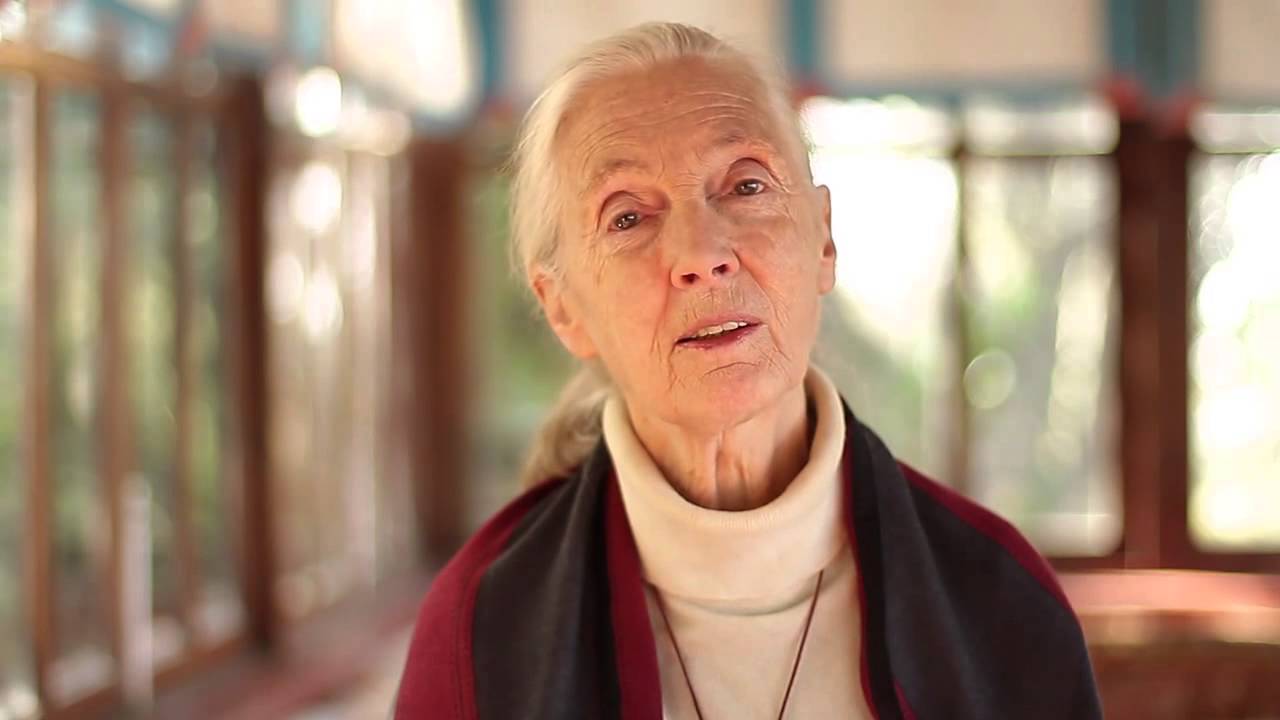 FAQs with Jane Are you a vegetarian? YouTube