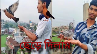 অতিথি কবুতর ছেড়ে দিলাম 😍 I Released the guest pigeon