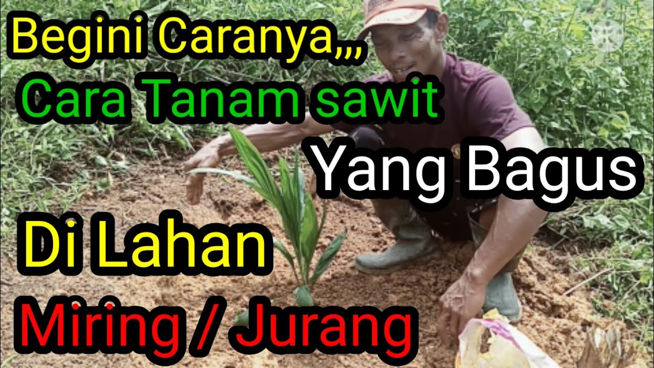 Cara Tanam Sawit Yang Bagus Di Tanah Miring / Jurang