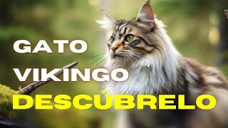 Gato bosque de noruega: Informacion y curiosidades