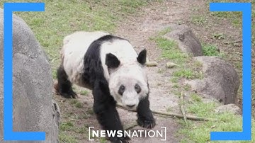 Pandas set to return to China by the end of 2024 | NewsNation Now