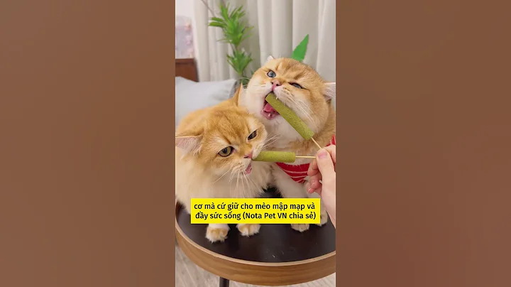 Bí quyết nuôi mèo mập mạp với chiếc 'thanh chà mèo' kỳ diệu!" #notapetvn #fyp #pet #cat #cute