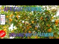 Apricot organic farming freshorganic fresh frozen freshorganic 2023