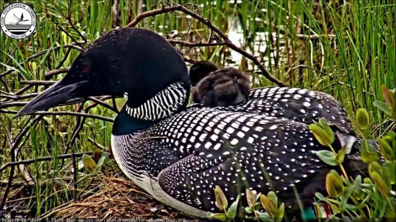 Nesting with the Loons