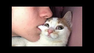 Los GaTos Mas Graciosos Del Mundo 2018😂 by xPlays Videos 20,809 views 5 years ago 10 minutes, 44 seconds