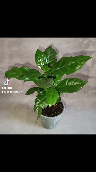 Кофейное Дерево Арабика Нана, цена 100 гривен! Бронь в вайбер ...