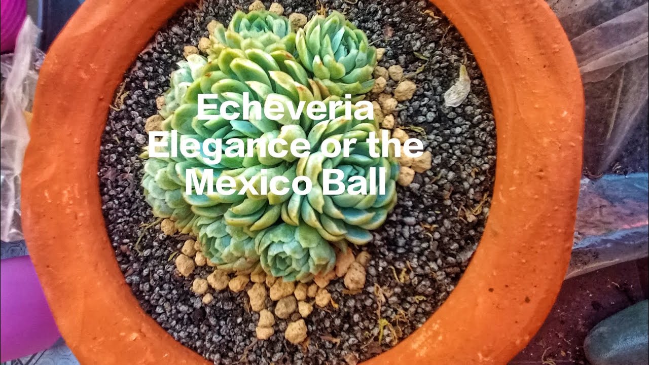 Repotting my Echeveria Elegans Succulent or Mexican Ball plus Akadama