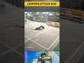 Leopard Attacks on Stray Dog in India | Animal Shorts
