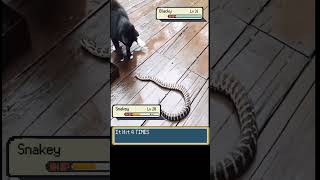 Shiny Persian Vs Arbok Real Pokemon Émon