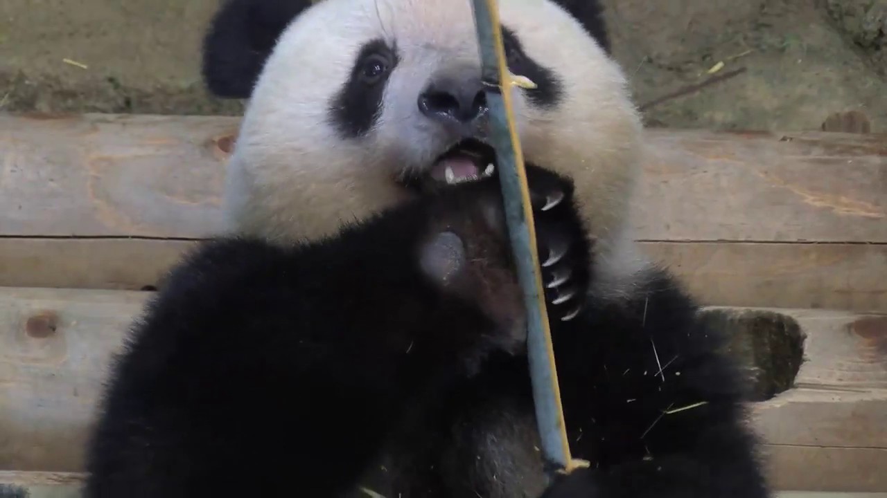 パンダ リアル 20250509-DSC_2258-xiao.jpg