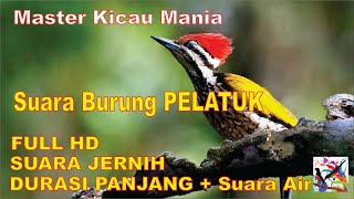 Masteran Murai, Suara Burung PELATUK Durasi Panjang + Terapi Suara Air Mengalir...FULL HD...!!!