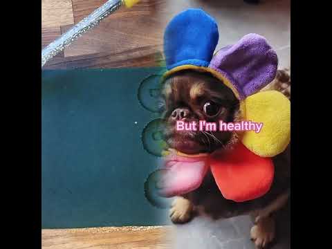 At Least The Sun Is Shining Wait Fyp Darkhumor Relateable Dogsfunnyvide