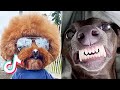 🤣Funny Dog Videos 2021🤣 🐶 It&#39;s time to LAUGH with Dog&#39;s life #6