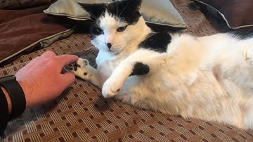 SafeCoin crypto wallet compile on Raspberry Pi (failed)