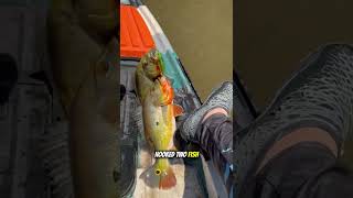 I caught two peacock bass at once in the Amazon River!