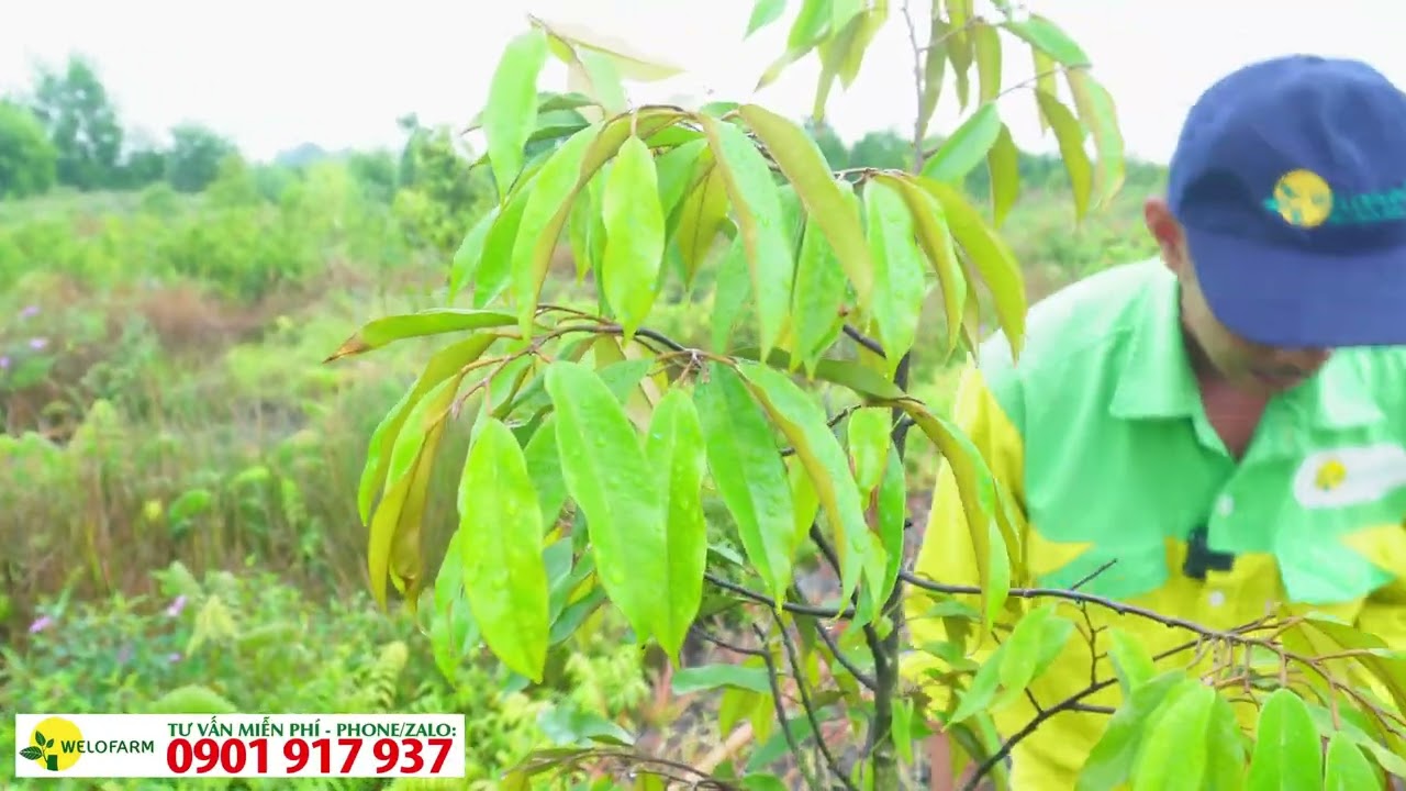 Nguyên nhân đi dinh dưỡng đều nhưng sầu riêng vẫn chậm phát triển