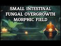 Small Intestinal Fungal Overgrowth SIFO Morphic Field Gut Wall Repair Fungal Immunity